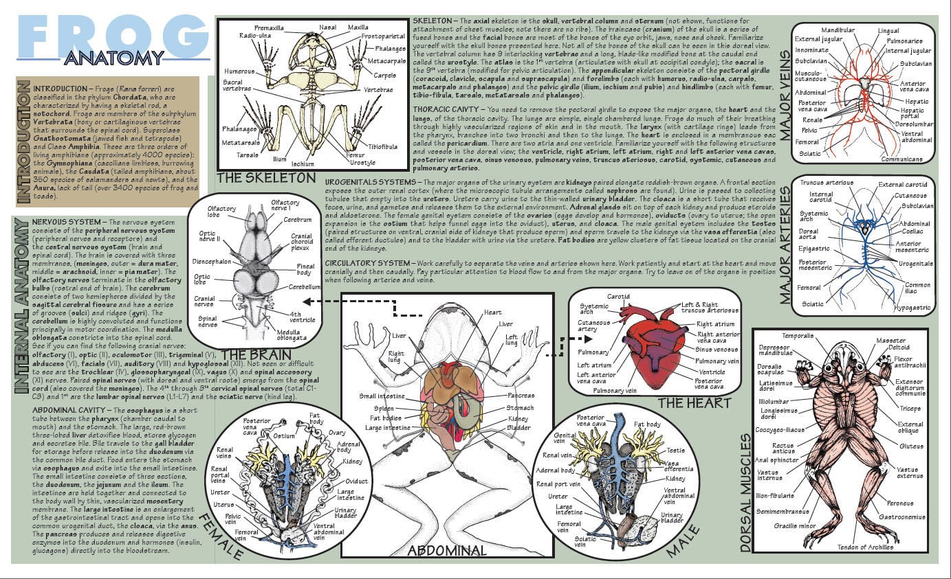 Placemat Dissection Guides