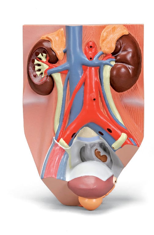 3B Scientific® Urinary System