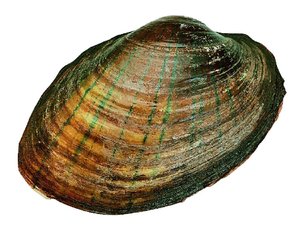 Freshwater Mussels