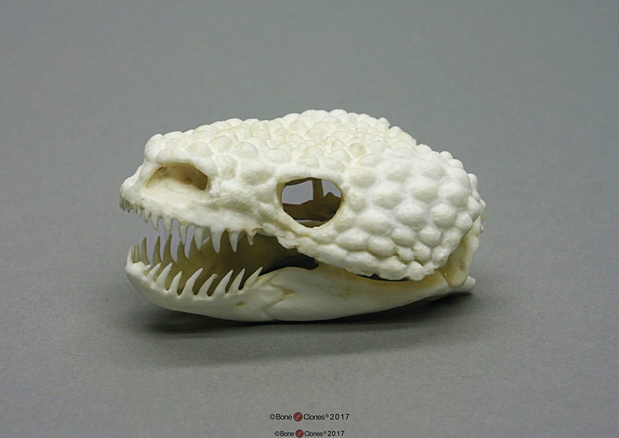 BoneClones® Animal Skulls, Reptilian