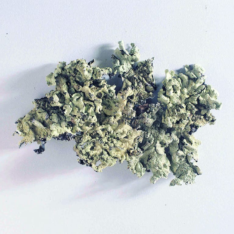 Ward's® Lichen Types