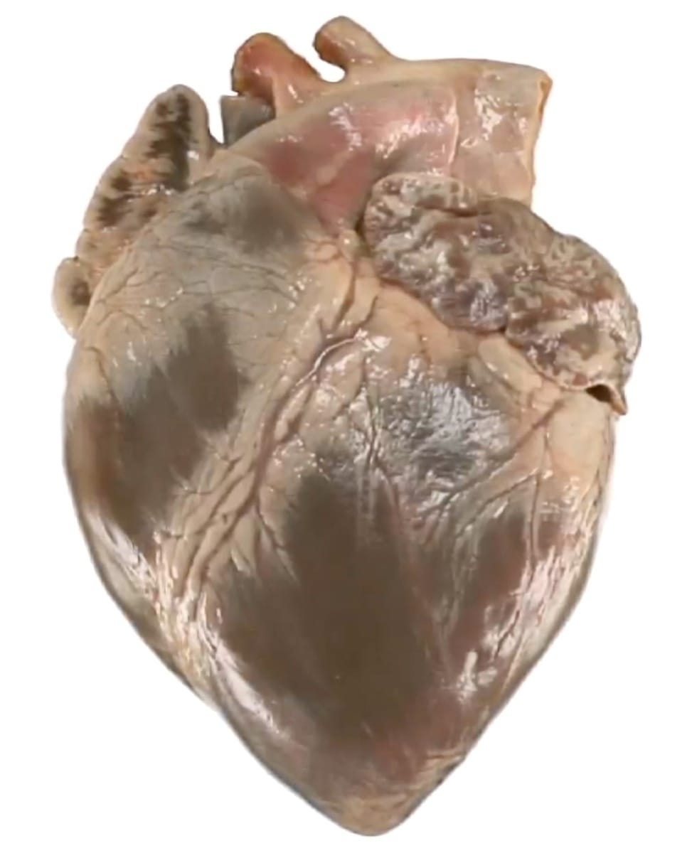 Ward's® Fresh, Non-Preserved Pig Heart