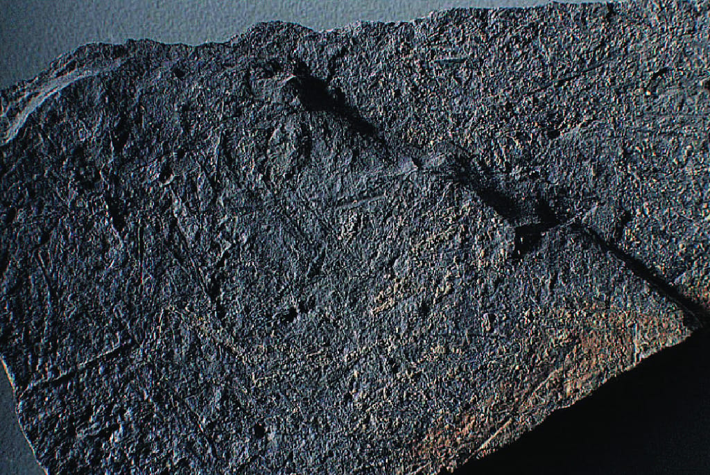 Monograptus sp. (Silurian)