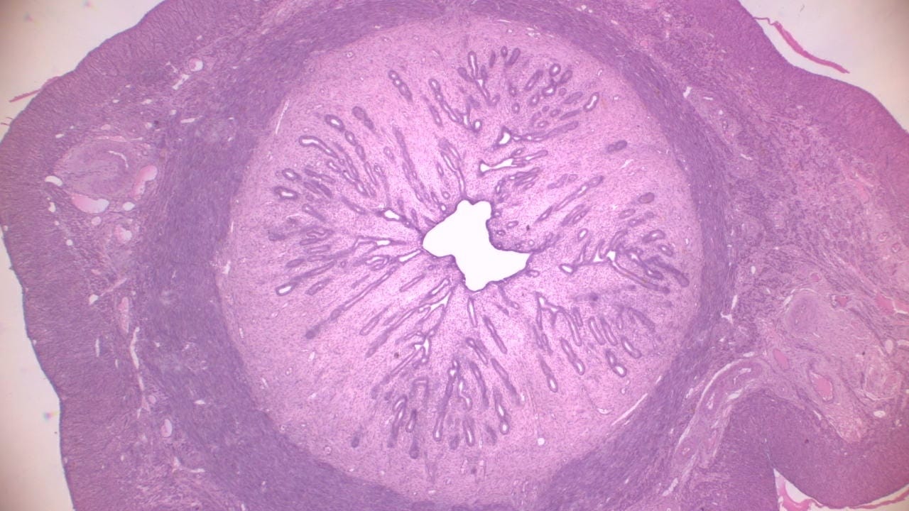Uterus, Mammal Slide