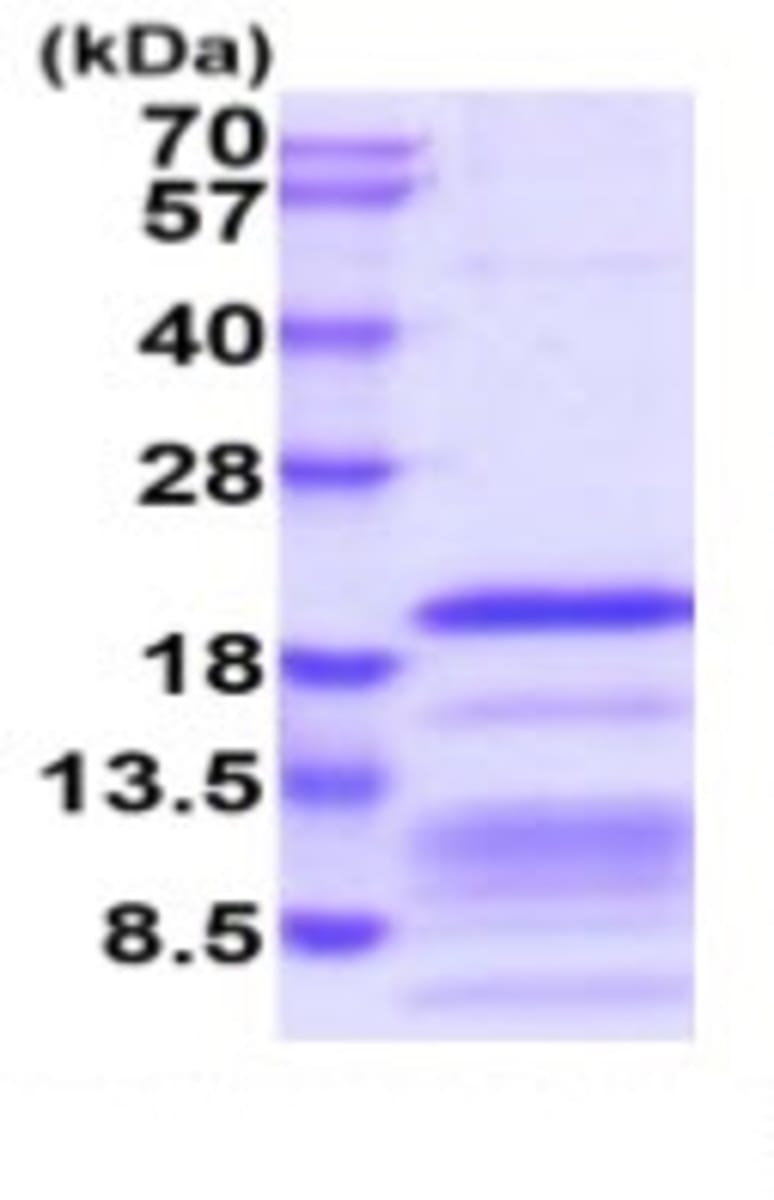 Human Recombinant Relaxin 2/RLN2 (from Baculovirus (Insect cells ...