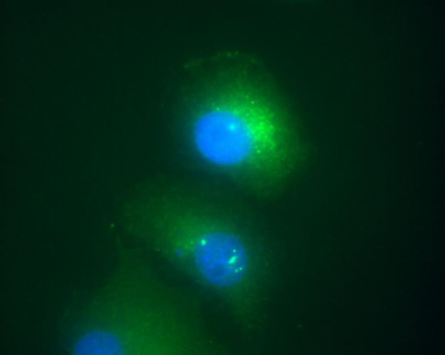 Anti-Daxx Mouse Monoclonal Antibody [clone: DAXX-01] | VWR, part of Avantor