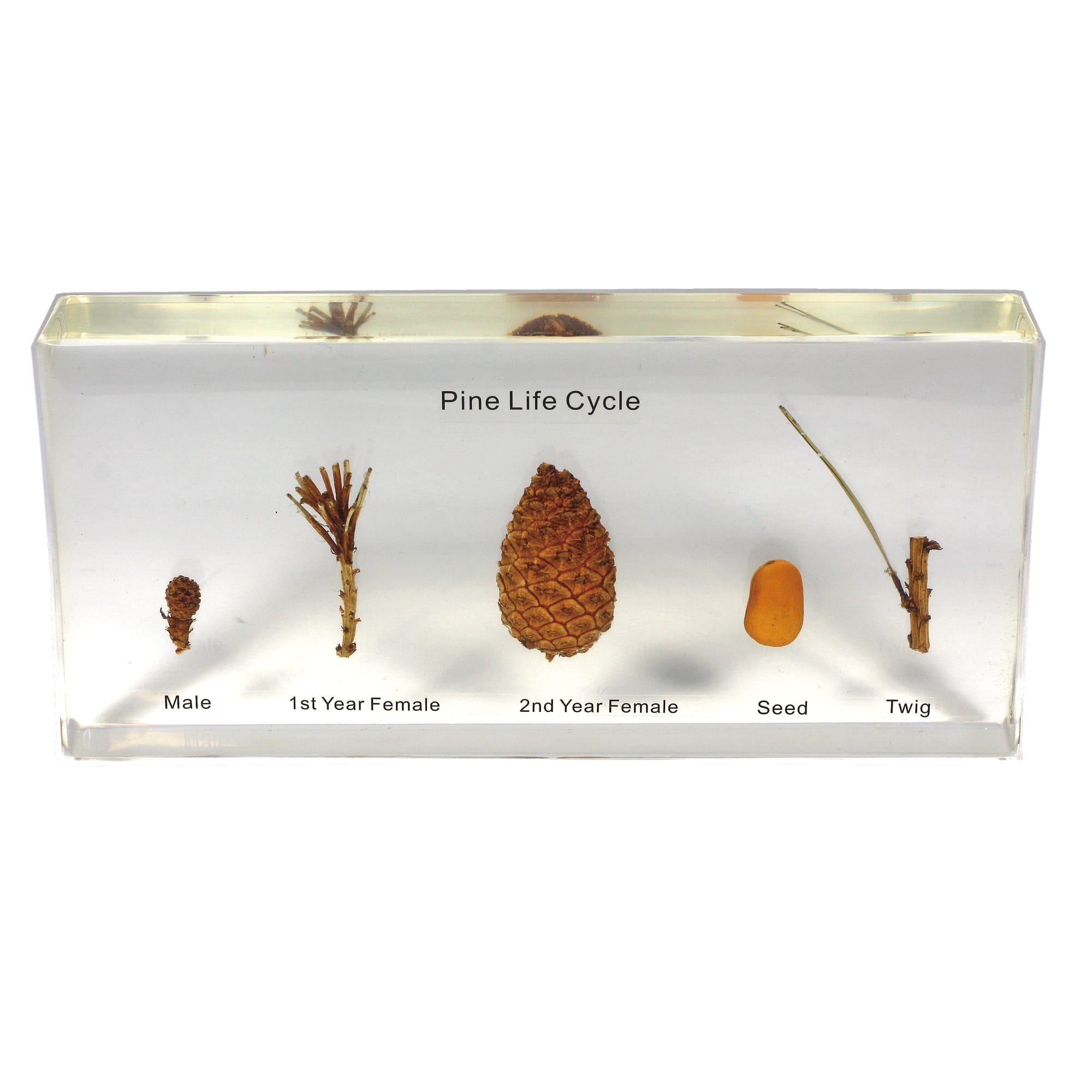 Pine Life Cycle Plastomount