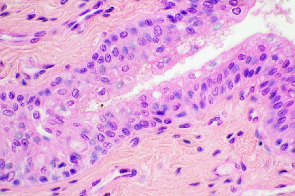 Simple Columnar Epithelium, Necturus Slide