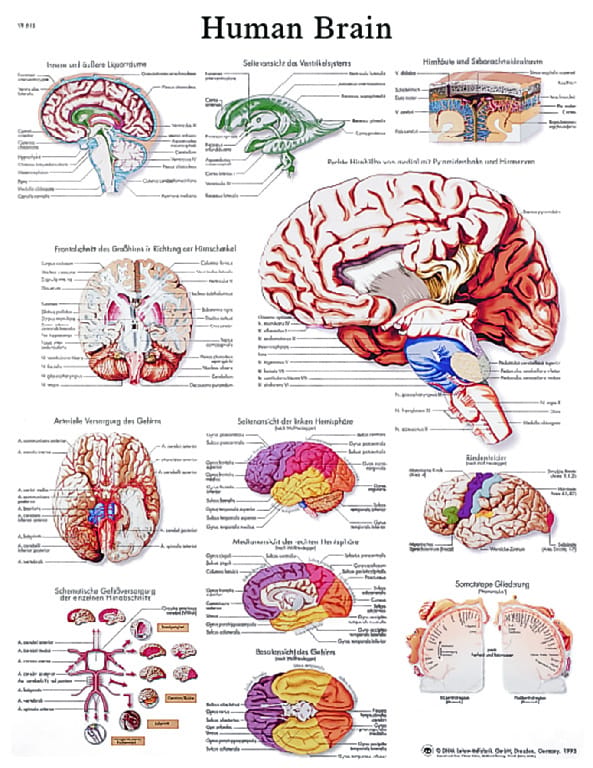 3B Scientific® Brain Chart