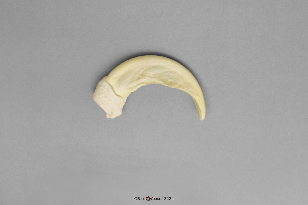 BoneClones® Replica Claws