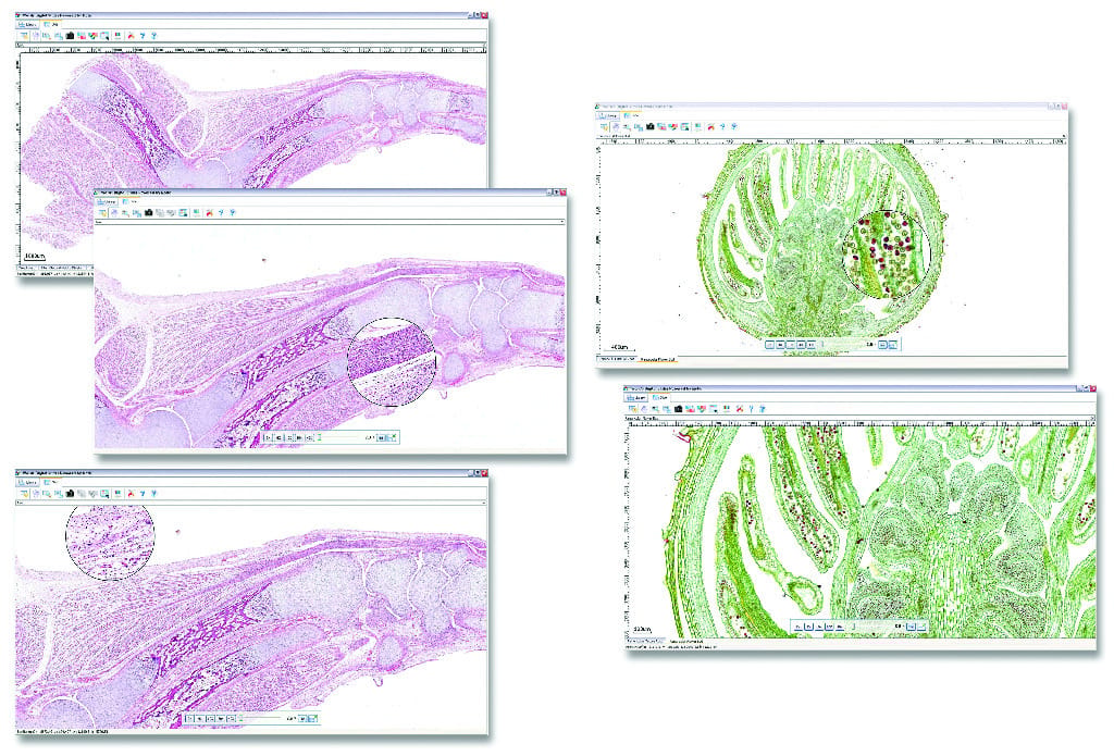 Ward's® Digital Slides: High School Life Science Set