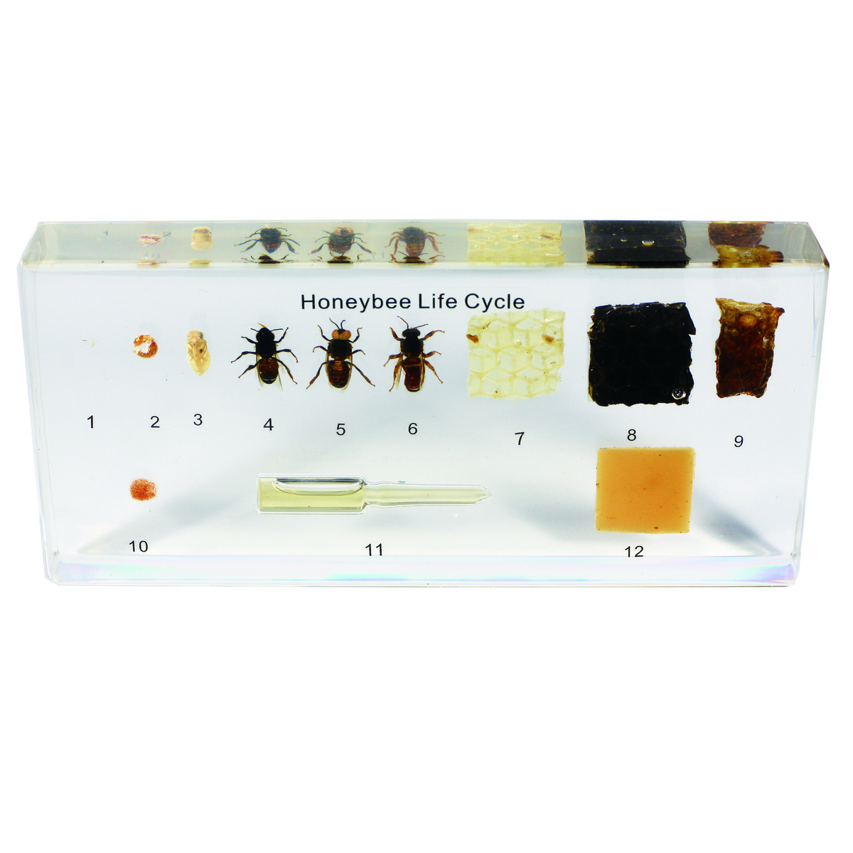 Honeybee Life Cycle Plastomount