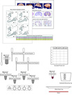 Science Take-Out® Use Of Animals For Medical Testing