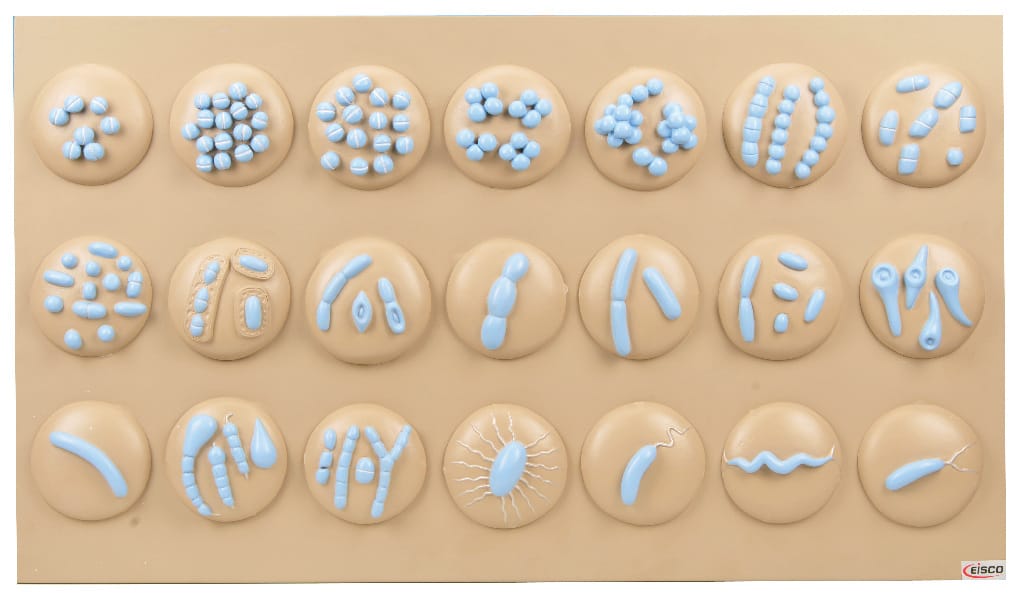 Eisco® Bacterial Types