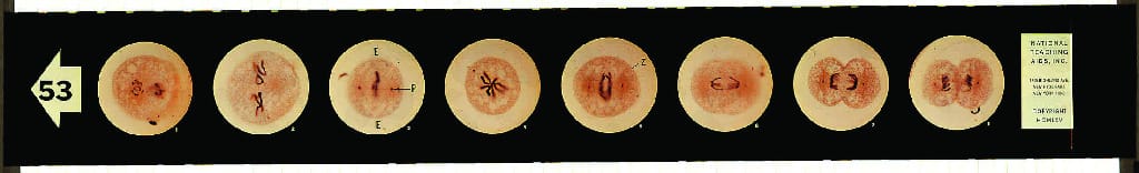 Animal Mitosis Microslides