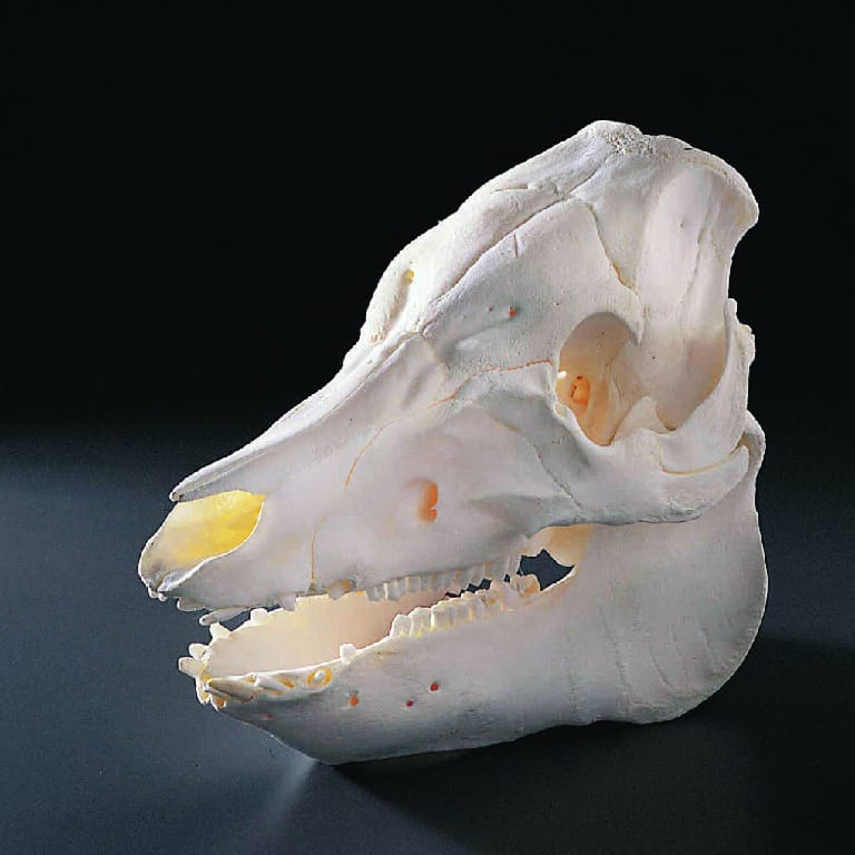 Pig Skull