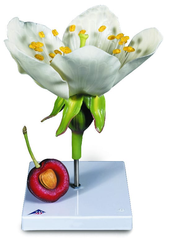 3B Scientific® Floral Models