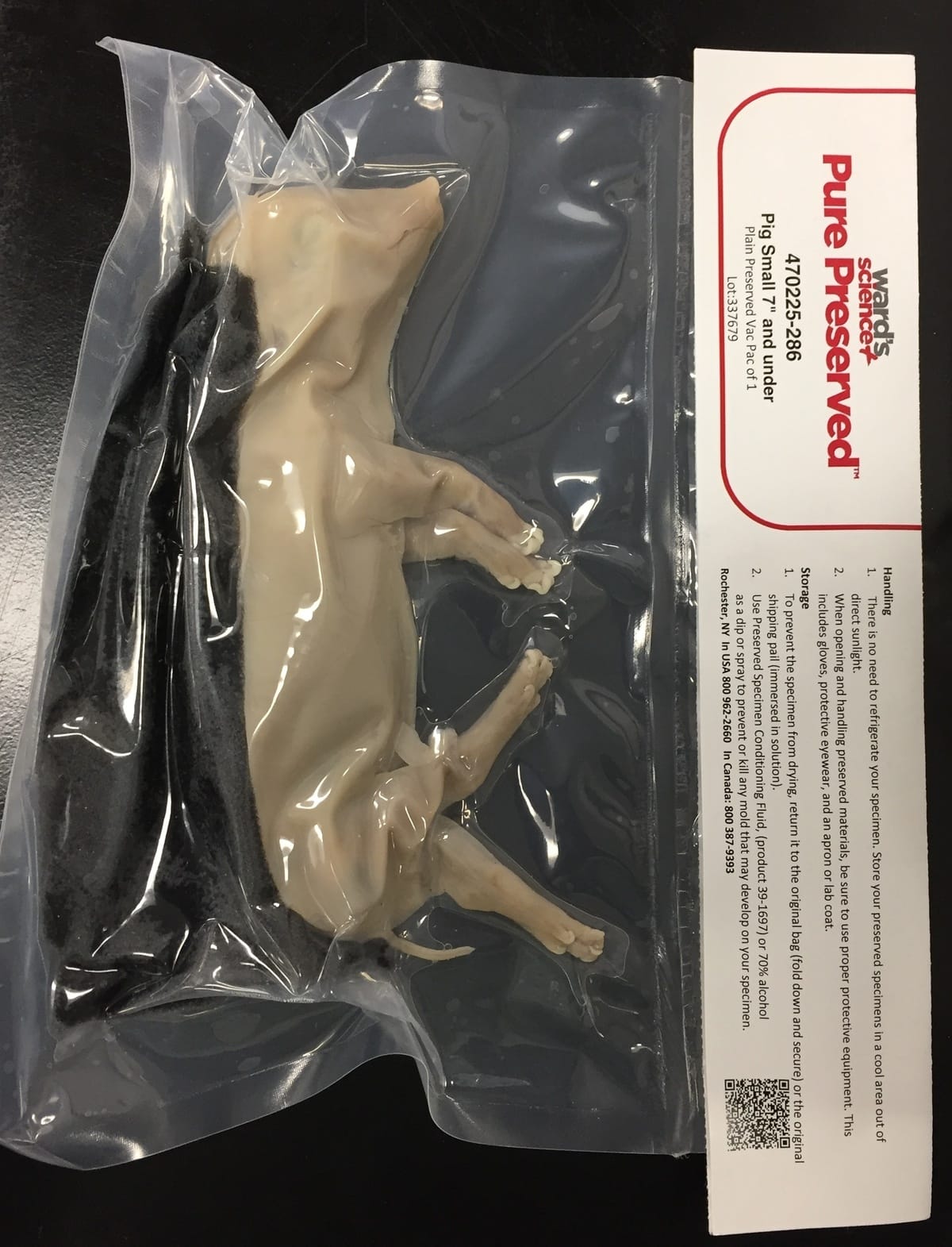 Ward's® Pure Preserved™ Economy Fetal Pigs, Plain