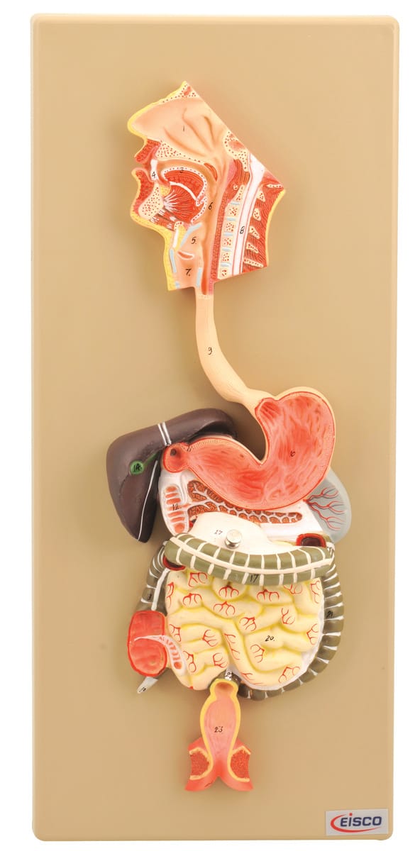 Eisco® Human Digestive System Model