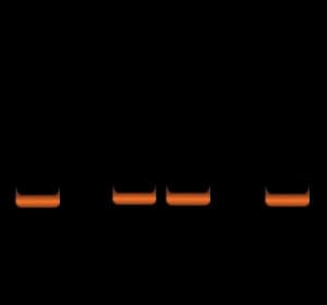 Water Analysis by PCR: What's in my Water?