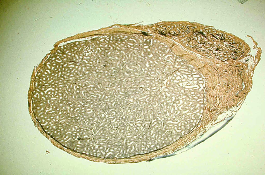 Testis and Epididymis Slide