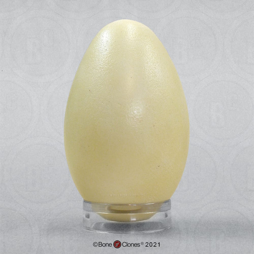 Bone Clones® North American Bird Eggs