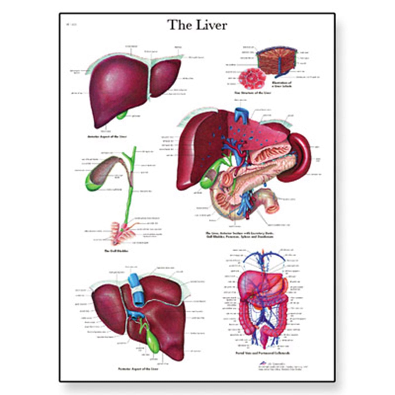 3B Scientific® Liver Chart