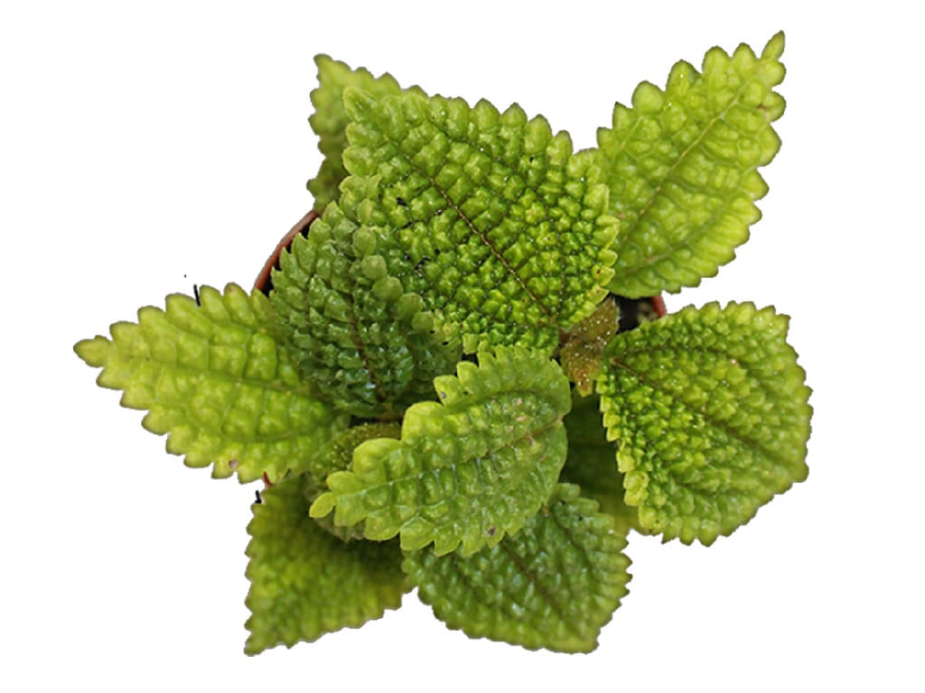 ReptiFauna Bioactive Plants