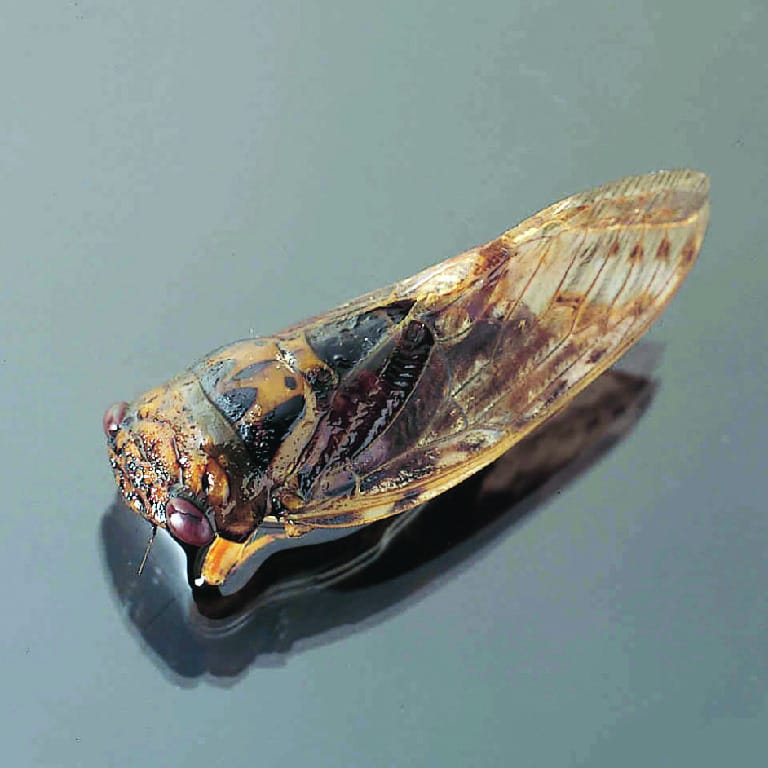 Cicada