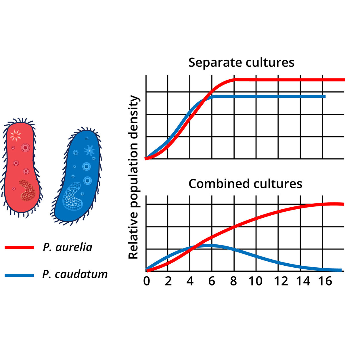 Edvotek Battling Bacteria: Ecosystem Dynamics in a Petri Dish