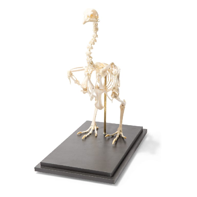 Disarticulated Chicken Skeleton