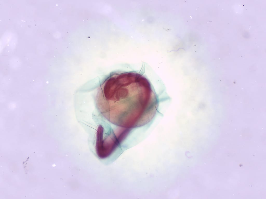 Zebrafish Slides (<i>Danio rerio</i>)
