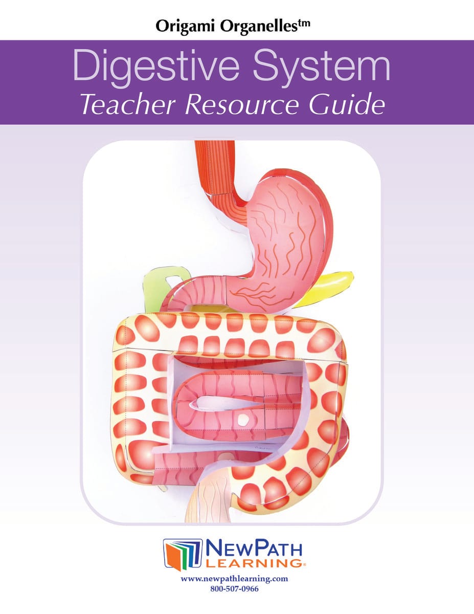 Human Anatomy 3D Models