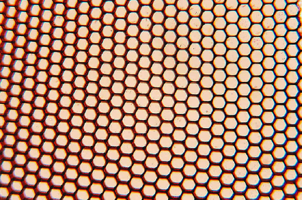 Insect Cornea Slide
