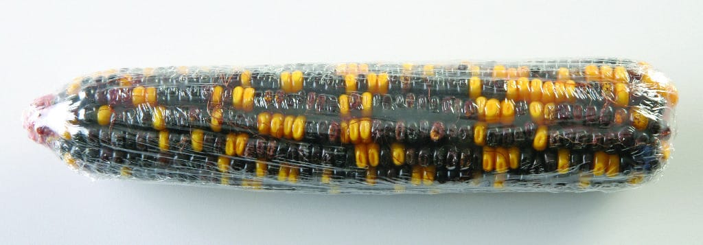 Genetic Corn Ears