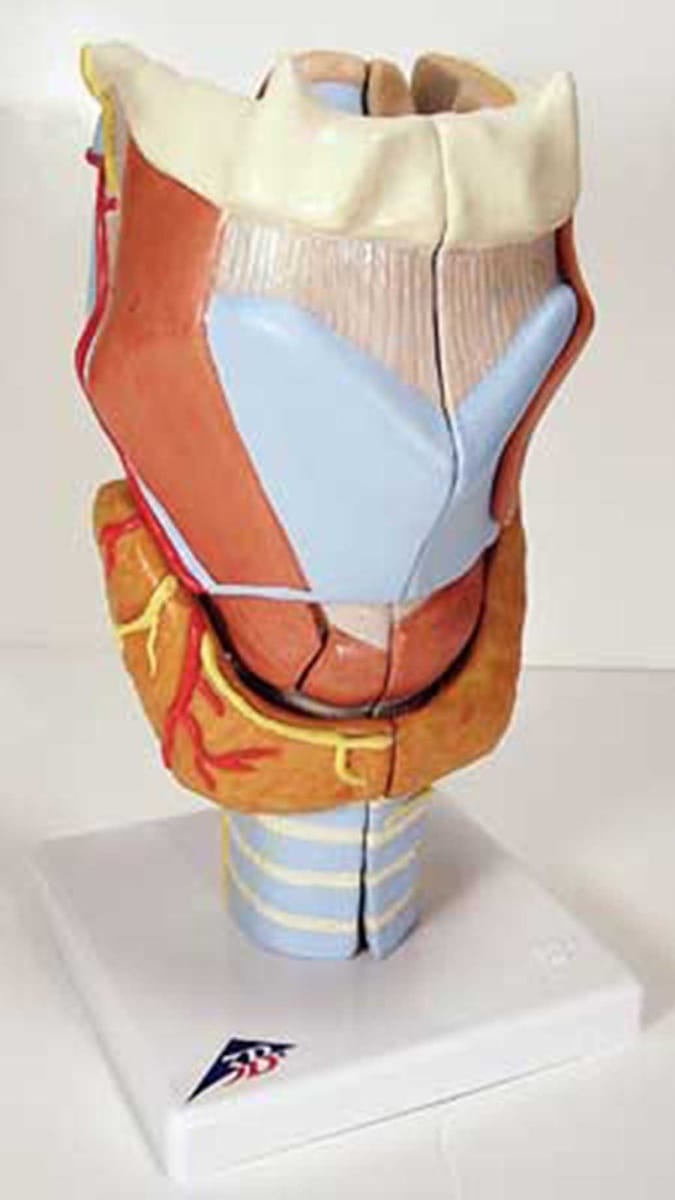3B Scientific® Larynx Models
