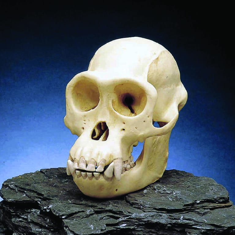 Somso®  Chimpanze Skull