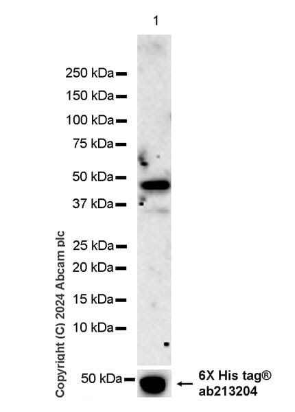 Anti-MERS-CoV Nucleocapsid protein Human Monoclonal Antibody [clone ...