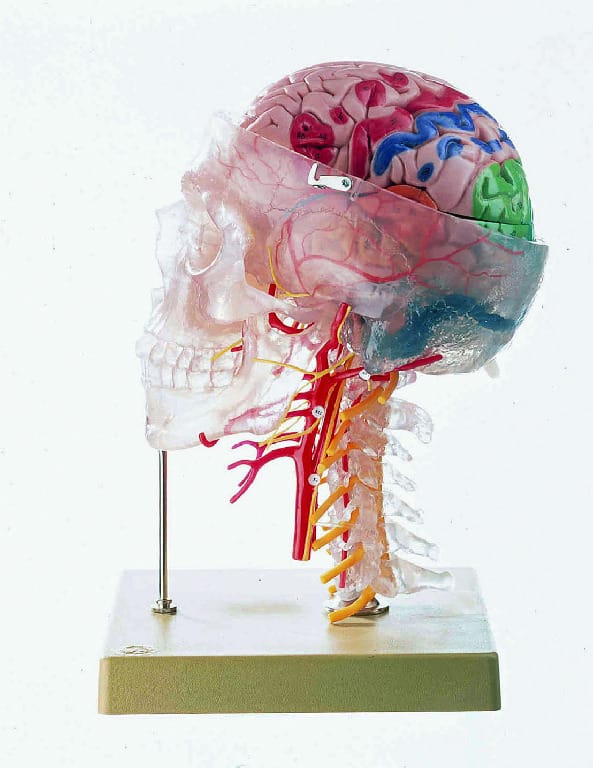 Somso® Neuroanatomy Head Model
