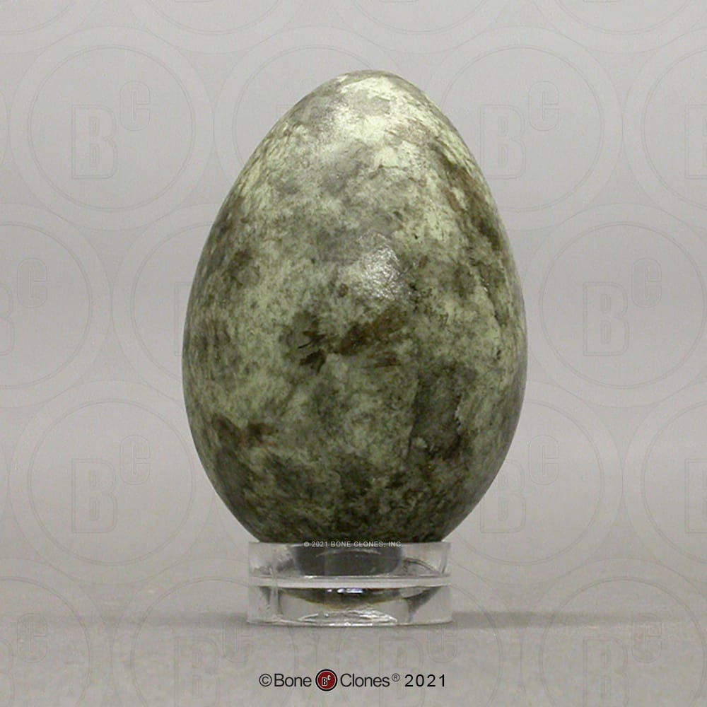 Bone Clones® North American Bird Eggs