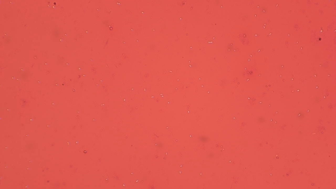 Ward's® Bacterial Form and Structure Slides