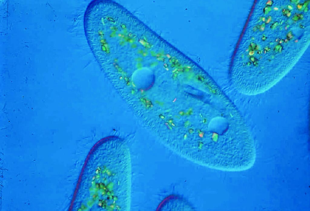 Live Paramecium aurelia