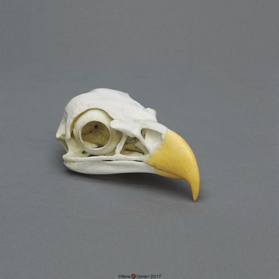 BoneClones® Animal Skulls, Avian