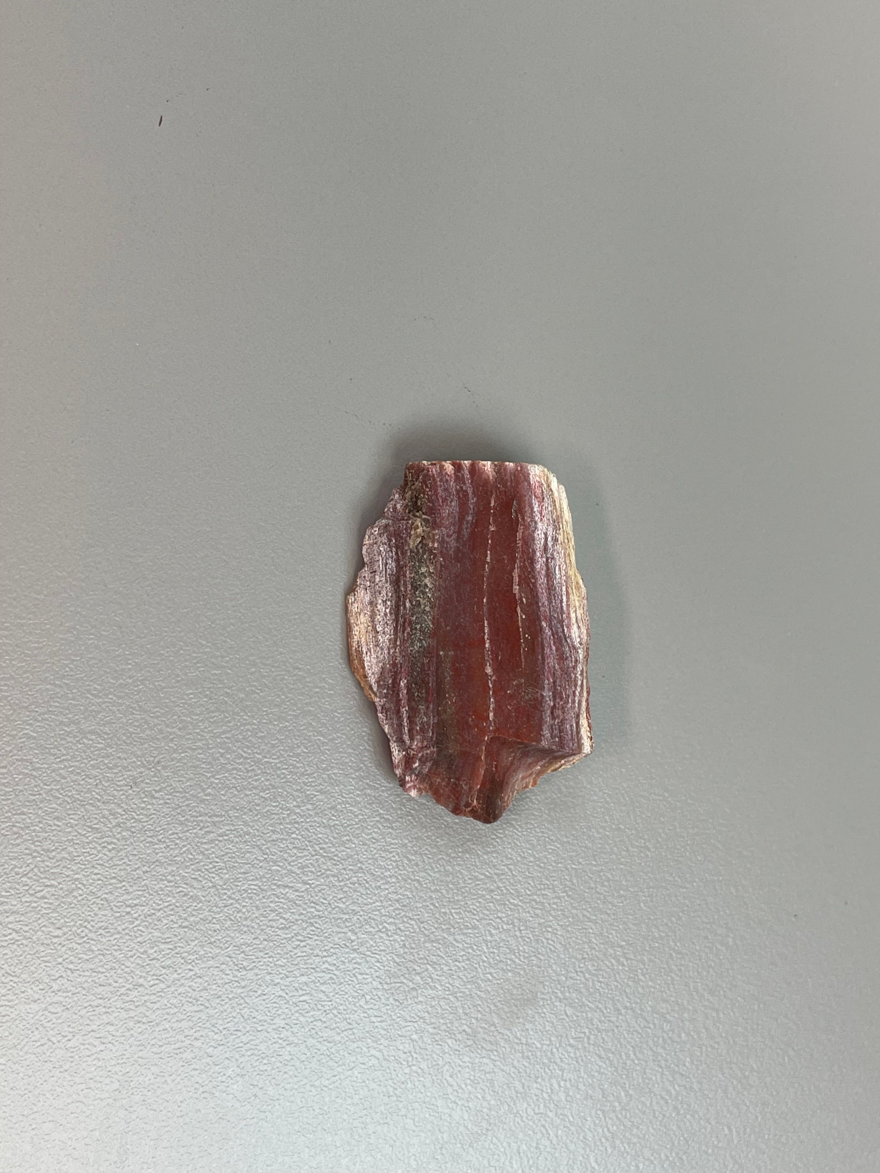 Petrified Wood
