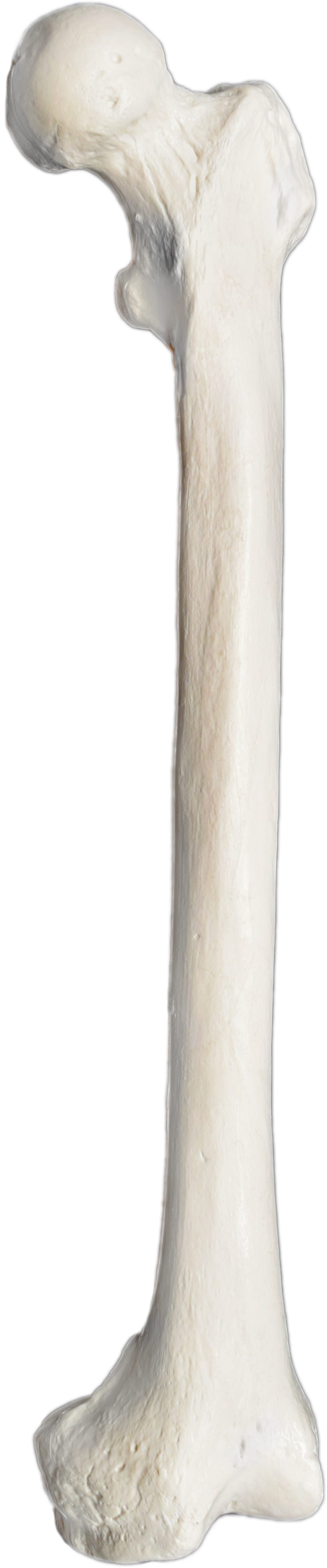 Eisco® Individual Bones