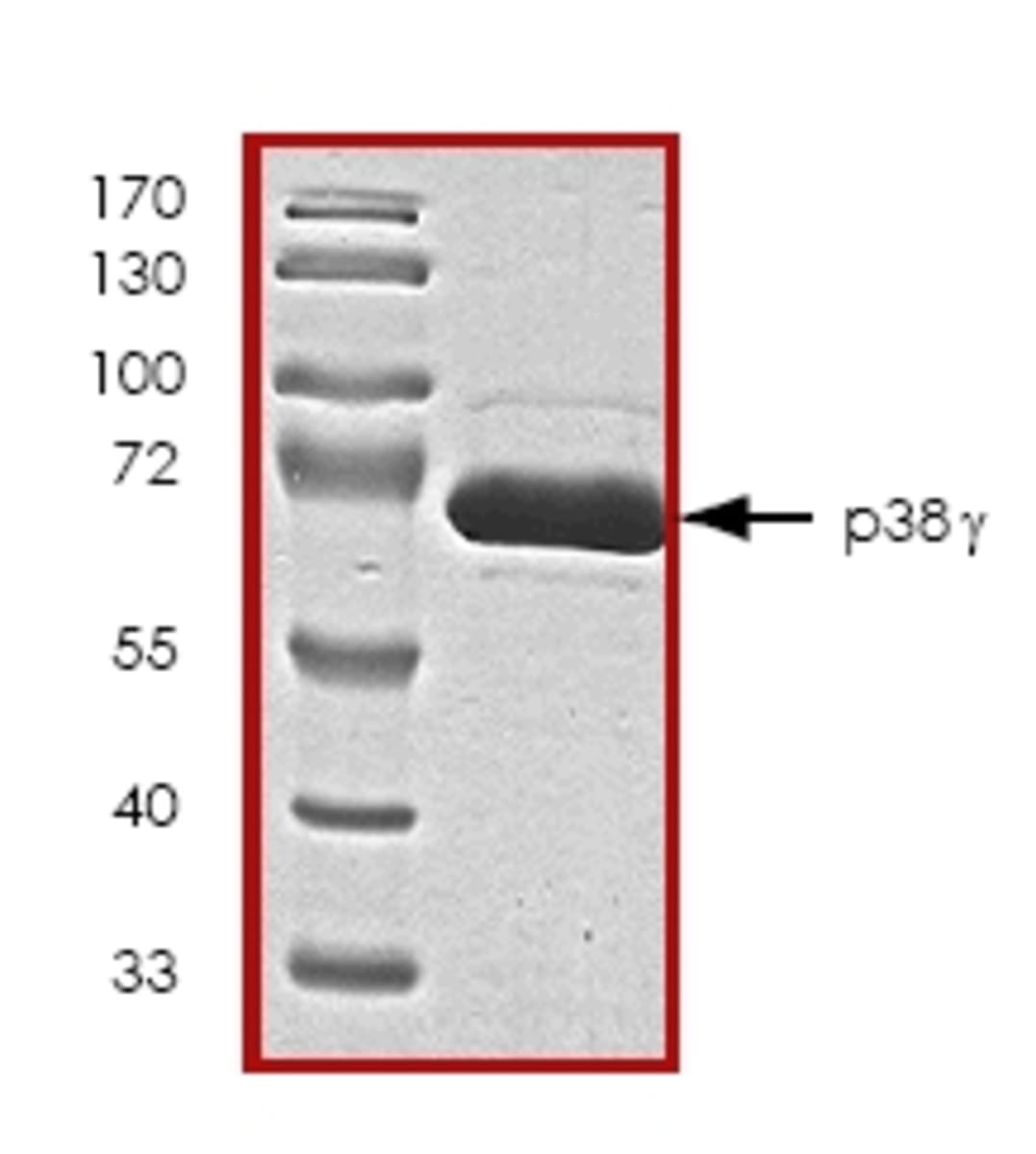 Human Recombinant p38 gamma/MAPK12 (from Baculovirus (Sf9 Insect cells ...