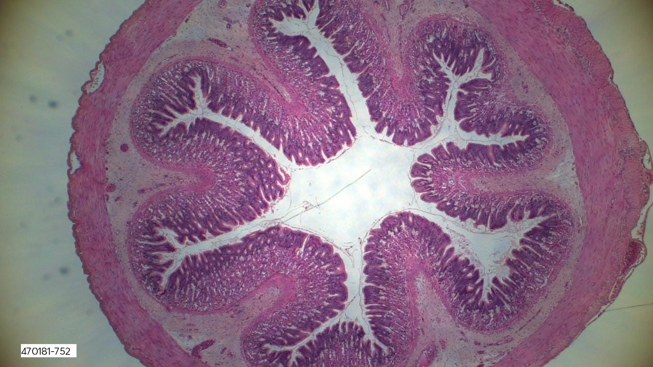 Ward's® Frog Anatomy Slides