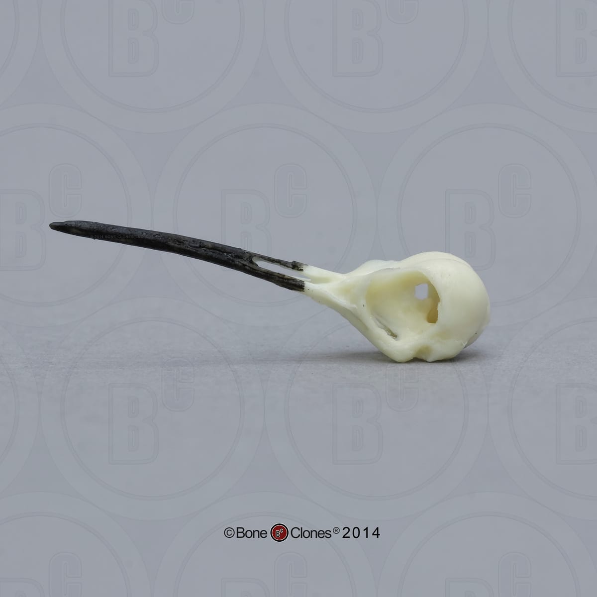 BoneClones® Animal Skulls, Avian