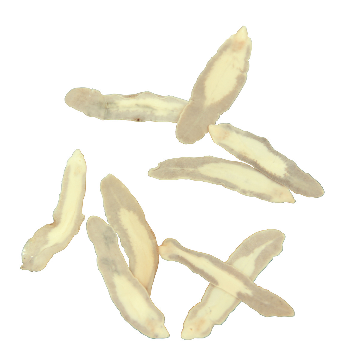 Fasciola hepatica