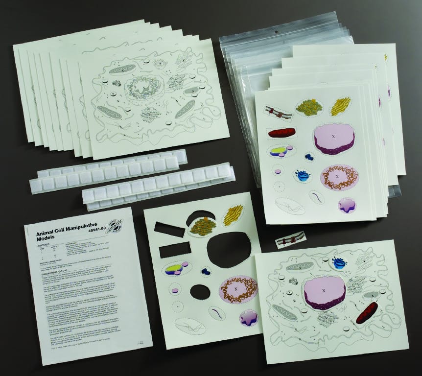 Ward's® Cell Manipulative Models